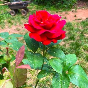 Meet your Posher, Sherry